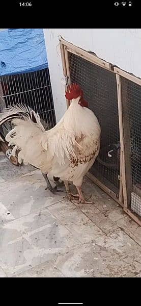misri mall and aseel female egg laying 1