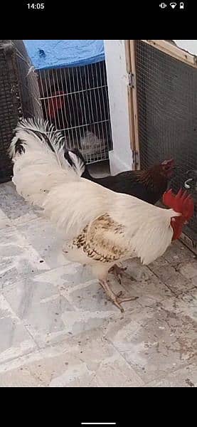 misri mall and aseel female egg laying 2