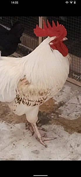 misri mall and aseel female egg laying 3
