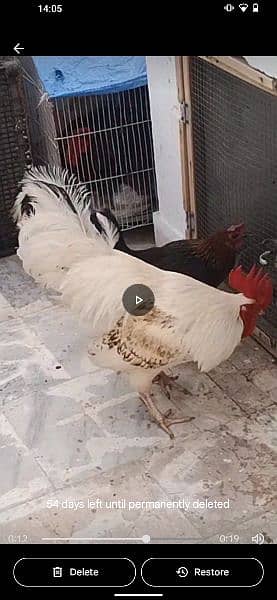 misri mall and aseel female egg laying 5