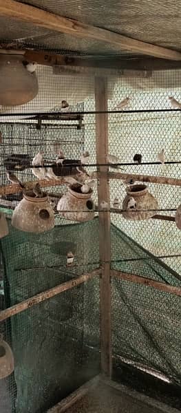 finches mutations breeding colony 6