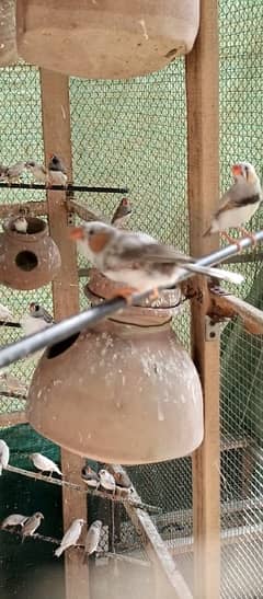 finches mutations breeding colony