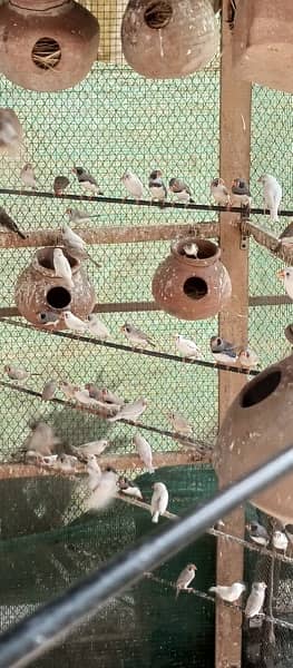 finches mutations breeding colony 7