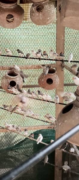 finches mutations breeding colony 3