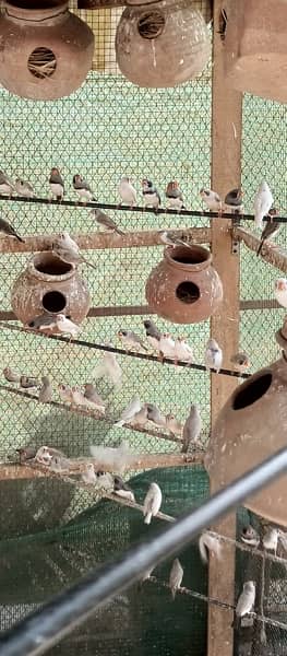 finches mutations breeding colony 2
