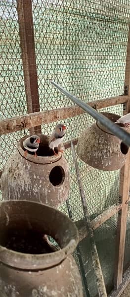 finches mutations breeding colony 1