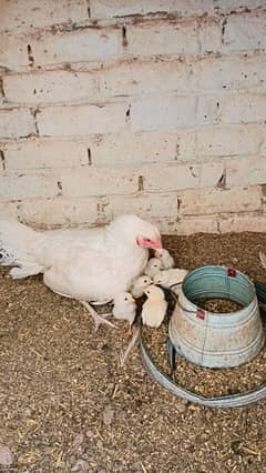 White Aseel Chiks For Sale.