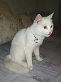 persian Male cat for sale urgent