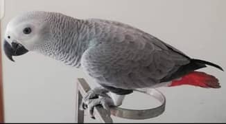 Grey Parrot for sale 11 month age  WhatsApp number 03267720525