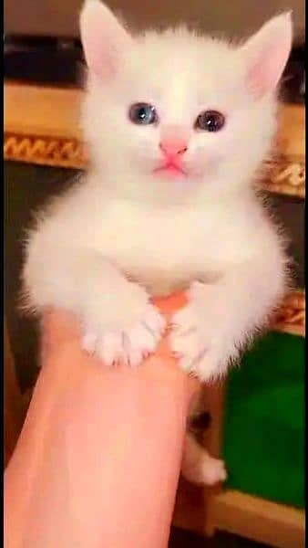 persian kitten  / phone no, 0319 4987207 1