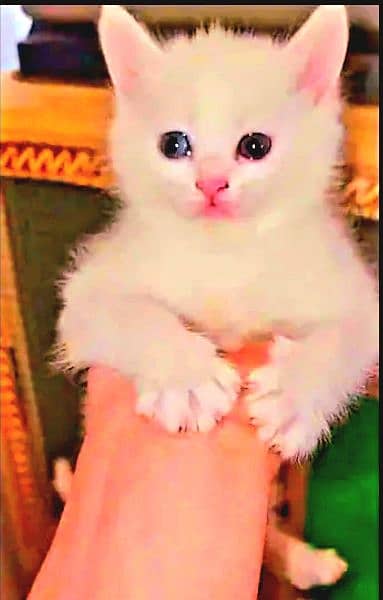 persian kitten  / phone no, 0319 4987207 2