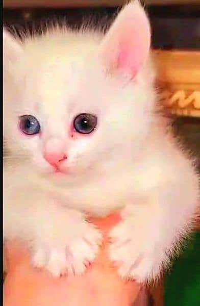 persian kitten  / phone no, 0319 4987207 3
