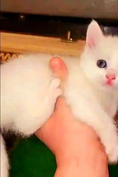 persian kitten  / phone no, 0319 4987207 4