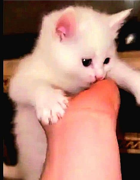persian kitten  / phone no, 0319 4987207 5
