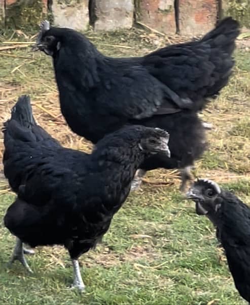 Shamo chicks 15