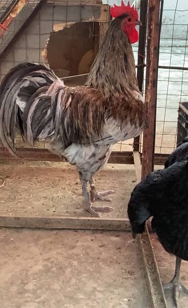 Blue Australorp Heritage breeders up for sale 0