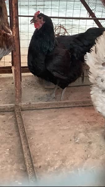 Blue Australorp Heritage eggs chicks and breeders up for sale 1