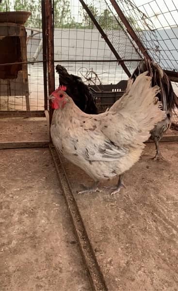 Blue Australorp Heritage breeders up for sale 2