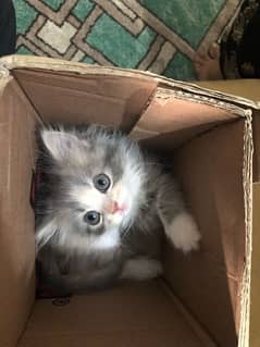 persian male kitten. 2.5 months