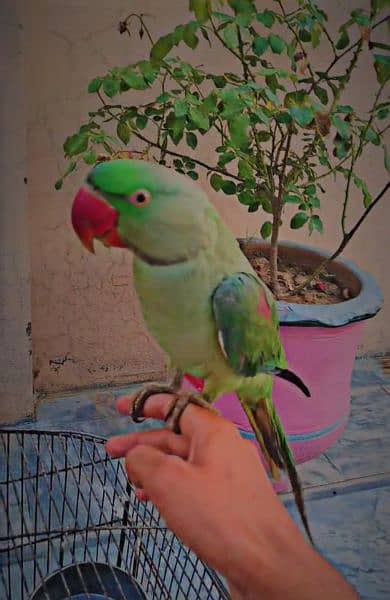 Kashmiri Raw parrot 1
