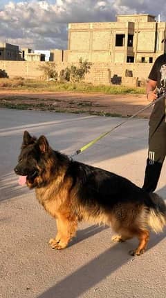 Imported Male German shepherd Long haired available for sale