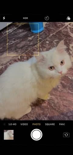 Persain cat white