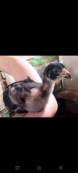 chicks thai breed pure chicks hain sb active and vacinated hain 1