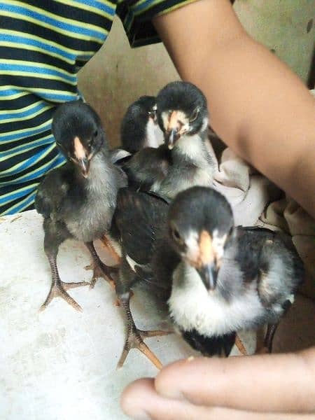 chicks thai breed pure chicks hain sb active and vacinated hain 4