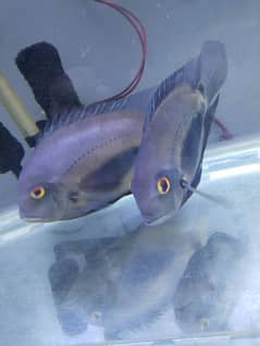 uaru pair size above 8 inch