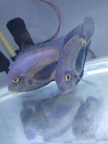 uaru pair size above 8 inch 0