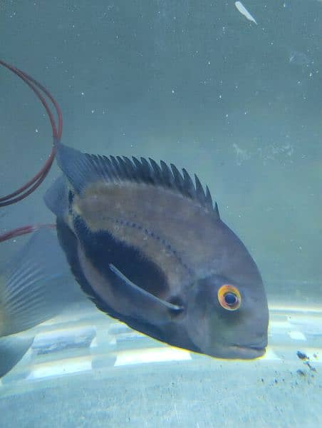 uaru pair size above 8 inch 1