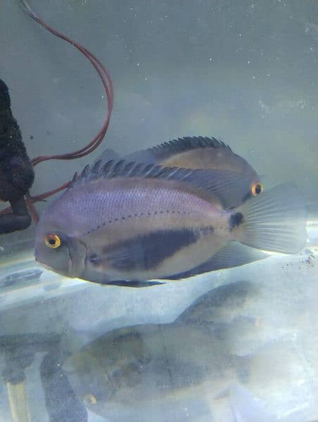 uaru pair size above 8 inch 2