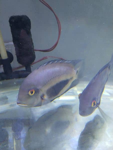 uaru pair size above 8 inch 3