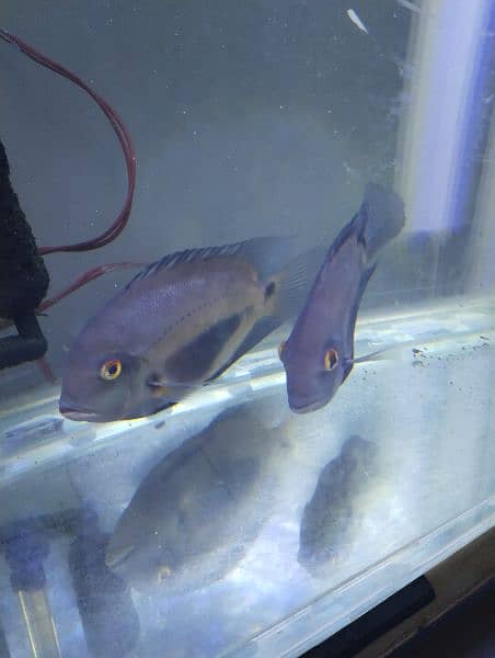 uaru pair size above 8 inch 4