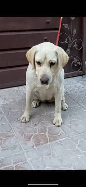 Labrador female 1