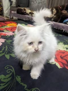 Persian cat 3 month age
