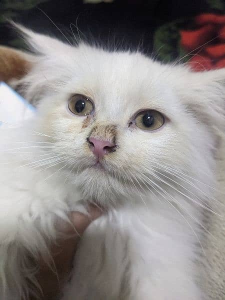 Persian male kitten 3 month age 1