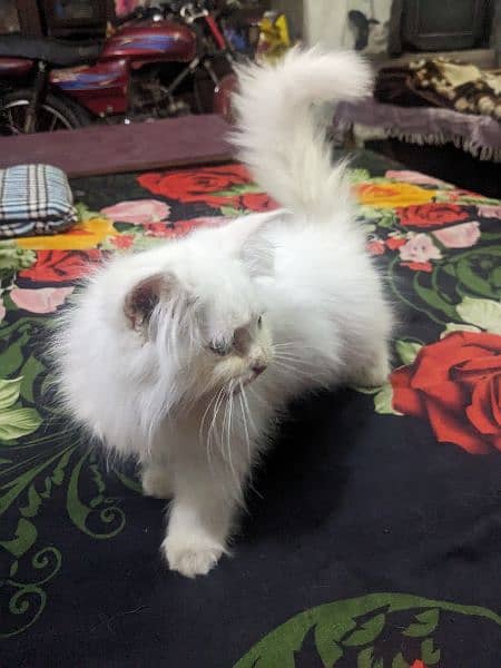 Persian male kitten 3 month age 2