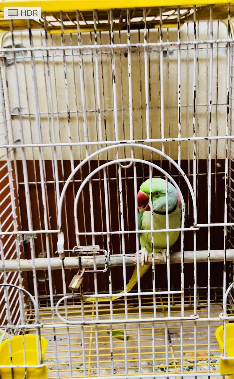 Kashmiri Raw parrot 2