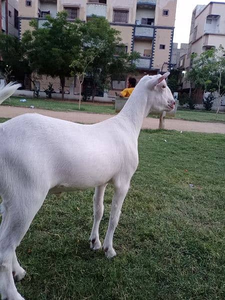 goats for sale 2k24 qurbani ready 7