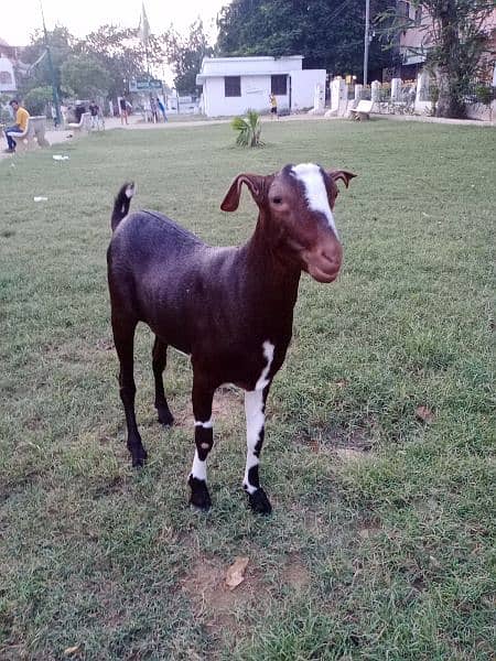 goats for sale 2k24 qurbani ready 1
