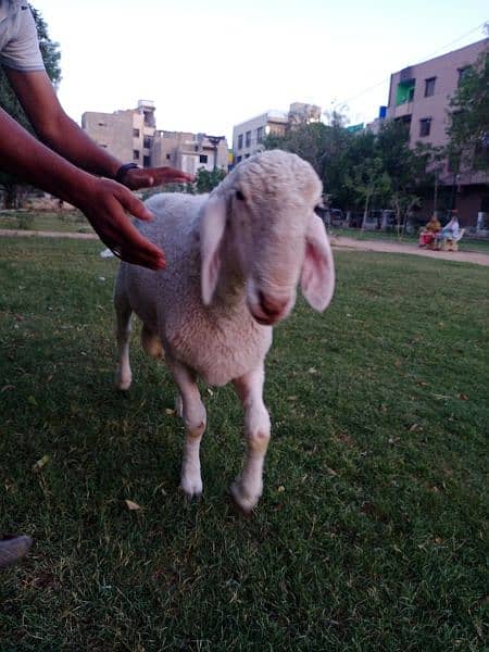 goats for sale 2k24 qurbani ready 9