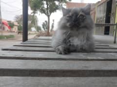 Beutiful female persian kitten for sale