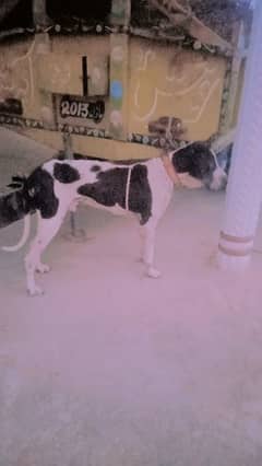 pever bolly dog for urgent sale please
