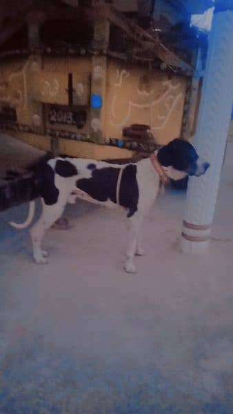 pever bolly dog for urgent sale please 2