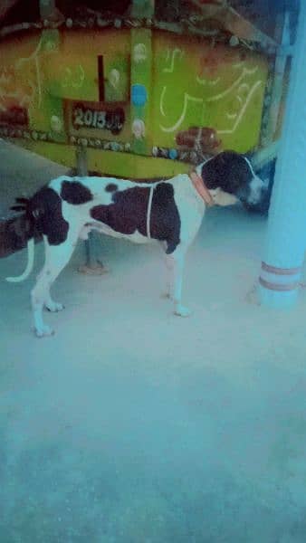 pever bolly dog for urgent sale please 5