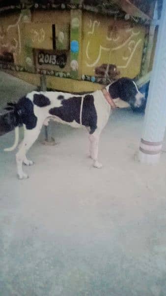 pever bolly dog for urgent sale please 6