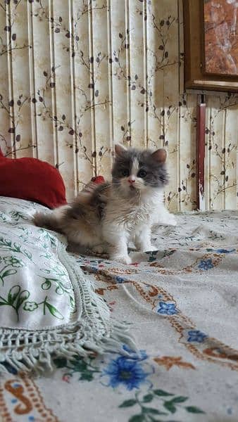 Persion Cat Calico Kitten For Urgent Sale 1