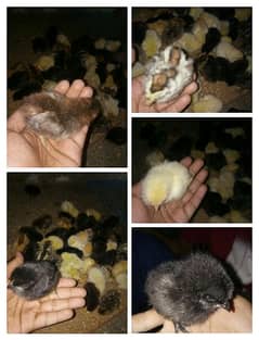 Golden Misri / Chicks / Hens | Murgiya