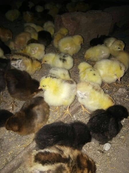 Golden Misri / Chicks / Hens | Murgiya 8